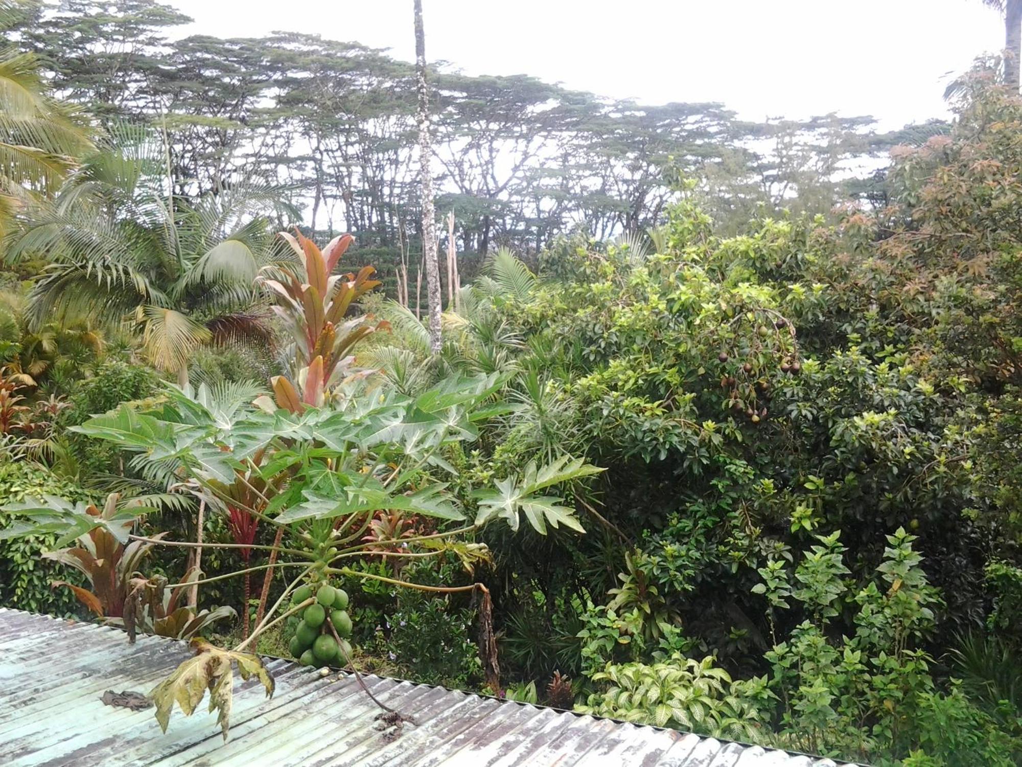 热带熔岩树美景酒店 Pahoa 外观 照片