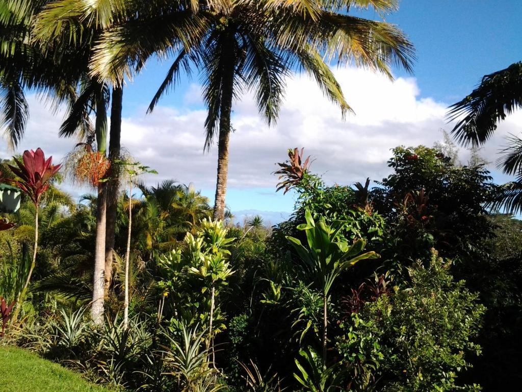 热带熔岩树美景酒店 Pahoa 外观 照片