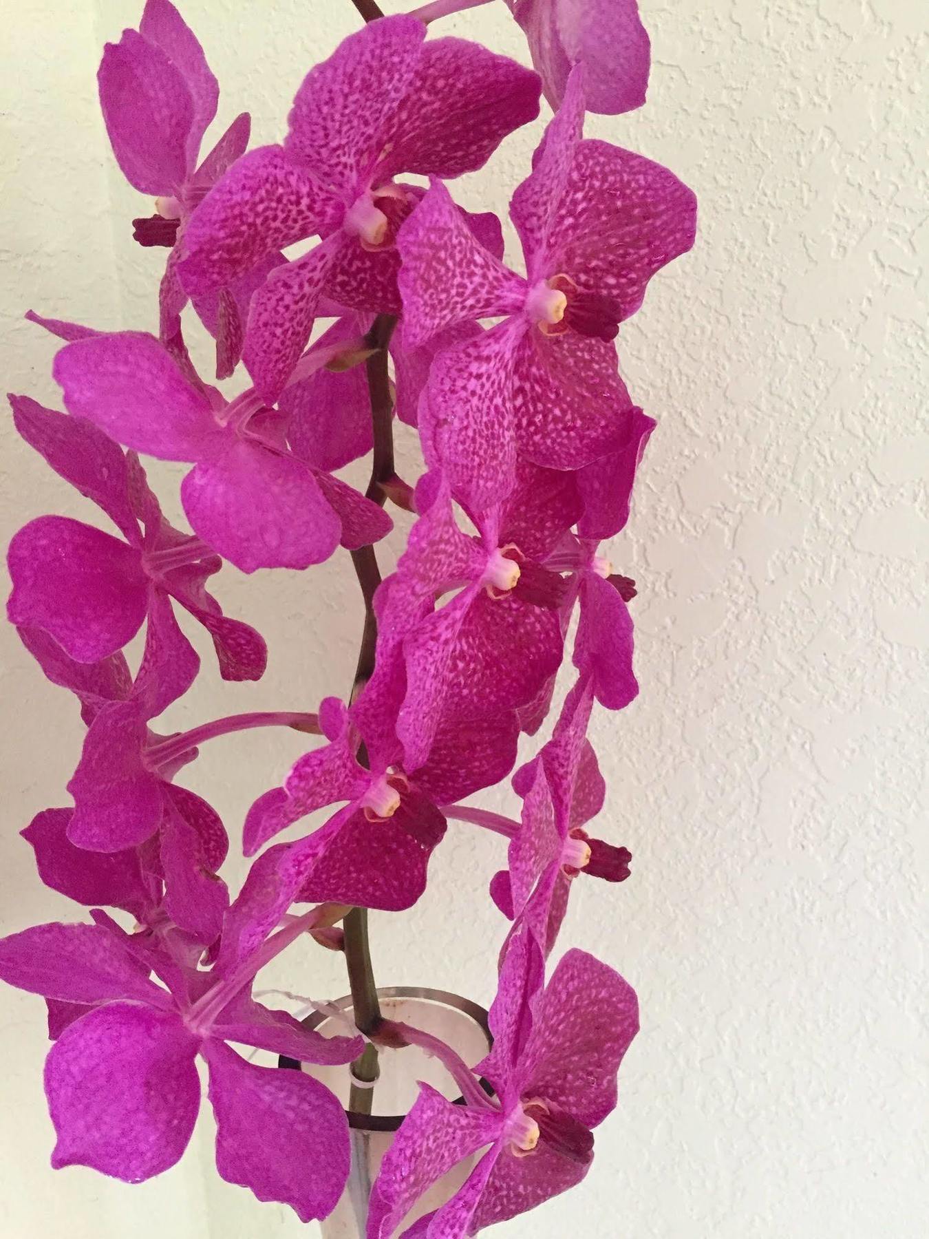 热带熔岩树美景酒店 Pahoa 外观 照片